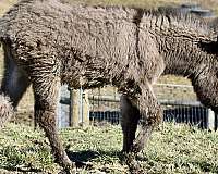 trick-donkey