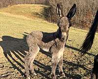 donkey-baby-weanling