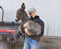 twilight-farms-weanling