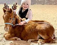 yearling-mini-miniature-pony