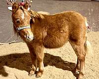 halter-broke-miniature-pony