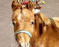 yearling-mini-pony
