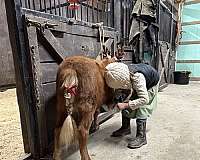 yearling-mini-gelding