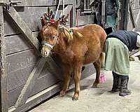 young-miniature-pony-gelding