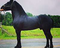percheron-stallion