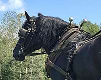 percheron-horse-for-sale