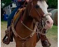 athletic-welsh-pony