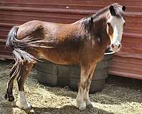 barrel-racing-welsh-pony