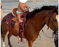 barrel-welsh-pony