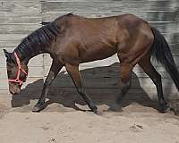 bay-blaze-horse