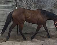 bay-thoroughbred-horse