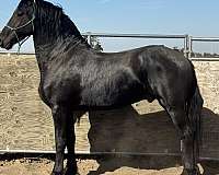 kfps-pre-foal