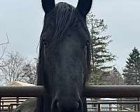 kfps-pre-stallion