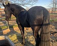 kfps-pre-gelding