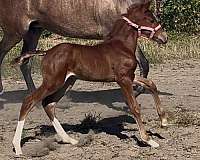 endurance-lusitano-horse