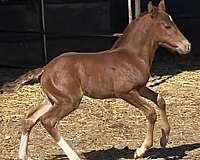 iberian-lusitano-colt-horse