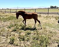 wo-lusitano-horse