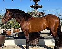 horse-transportation