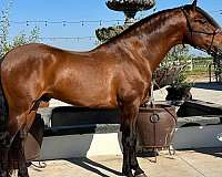 florida-stallion