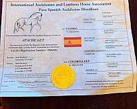 horse-express-stallion