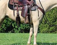 appendix-horse-for-sale