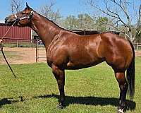 star-back-right-pastern-white-horse