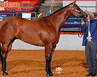 bay-star-back-right-pastern-white-horse