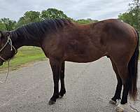 back-left-pastern-sock-horse
