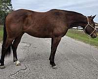 bay-back-left-pastern-sock-horse