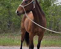 back-left-pastern-sock