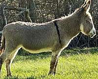 built-donkey