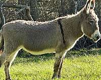 cross-horse
