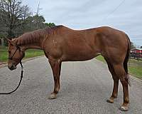 red-roan-sta-horse