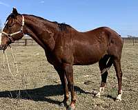 chestnut-athletic-horse