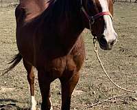 chestnut-breeding-horse