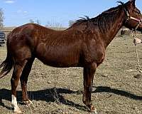 chestnut-companion-horse