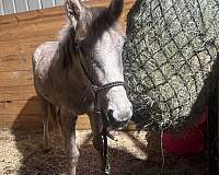 gypsy-project-vanner-horse