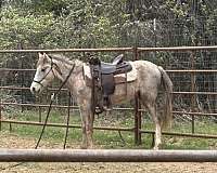 cheap-filly-gypsy-vanner-horse