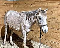 project-filly-gypsy-vanner-horse