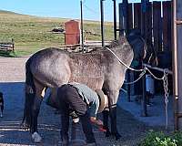 quarter-horse-mare