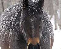 quarter-horse-for-sale