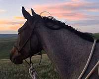 roan-gelding-mare