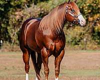 western-dress-colt