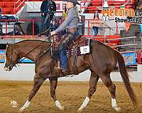 western-dress-horse