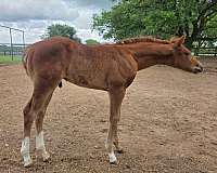western-dress-paint-horse