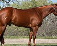 all-quarter-horse