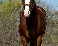 a-show-quarter-horse