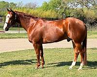 aqha-quarter-horse