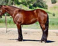athletic-friesian-horse