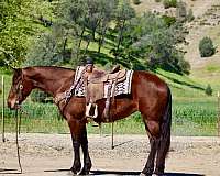 beginner-friesian-horse